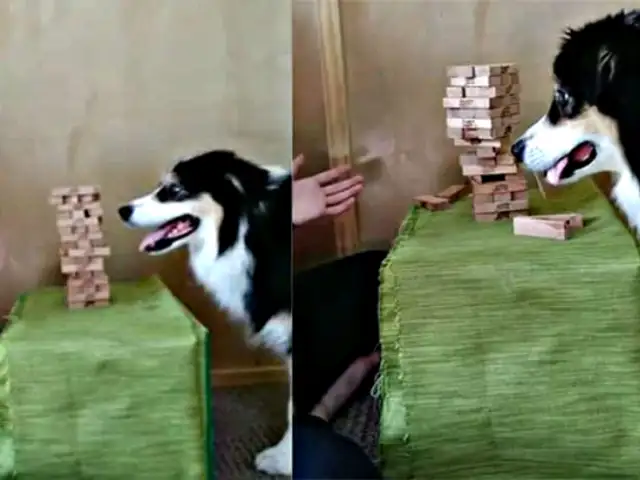 Perro sorprende a internautas por su habilidad jugando jenga