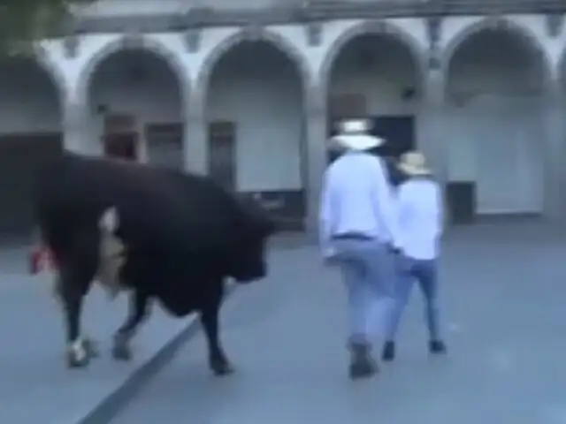Arequipa: toro fue paseado por las calles en apoyo a pelea de toros