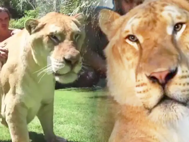 Híbrido de un león con un tigre asombra por su enorme tamaño