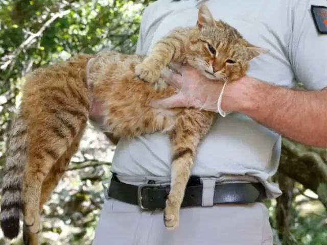 Gato-zorro: así es la nueva raza felina que investigadores franceses creen haber descubierto