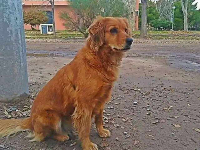 Conoce al perro que lleva más de un año esperando a su dueño en puerta de comisaría