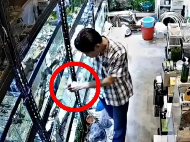 Hombre es captado envenenando decenas de peces en tienda de mascotas
