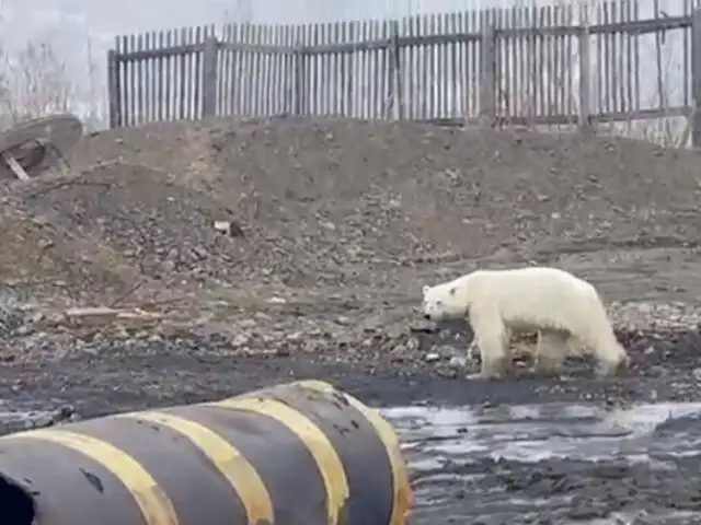 Rusia: oso polar busca alimento en zona industrial a 800 km de su hábitat natural