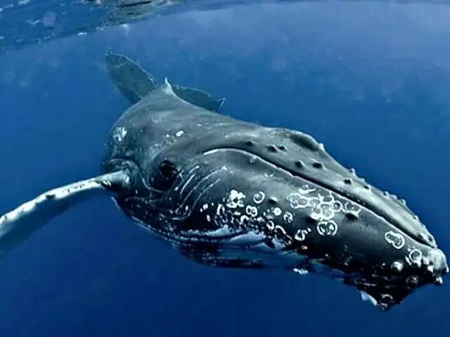 Canto de ballena franca fue grabado por primera vez en la historia