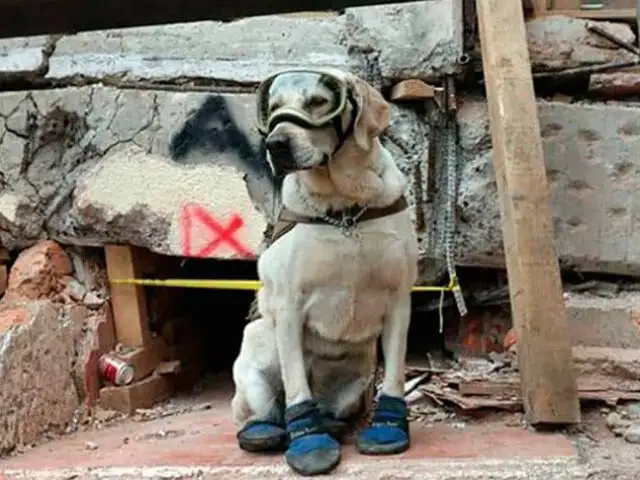 México: Frida, la can rescatista, se retira luego de nueve años de labor