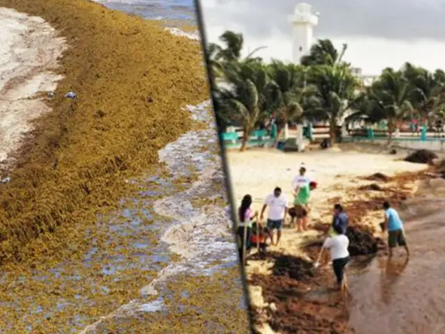 México: preocupación por infestación de algas marinas llamada “Sargazo”