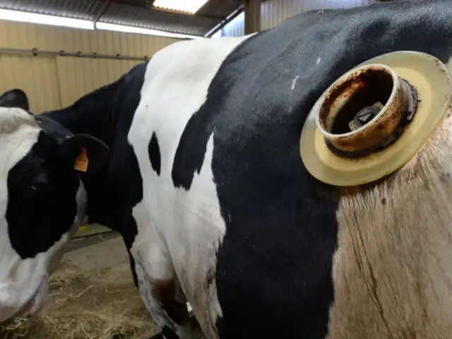 Francia: vacas con agujeros en el estómago generan polémica