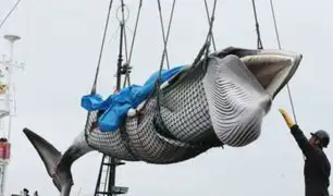 Japón reanudará la caza comercial de ballenas para fines comerciales
