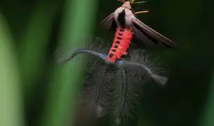 Captan extraño insecto con alas y tentáculos dentro de una casa