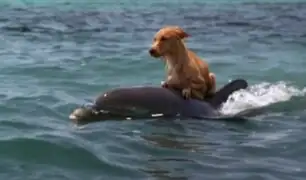 Insólito: delfín salva a perro de ser devorado por tiburón