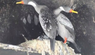 Chile: aves están construyendo nidos con deshechos plásticos