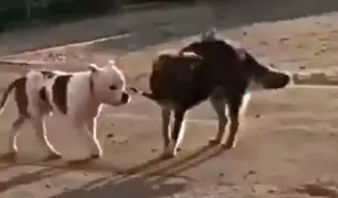 Perro callejero 'libera' a can doméstico atado y lo lleva de paseo