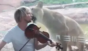 EEUU: violinista ofrece recital para una leona y esta fue la reacción del felino
