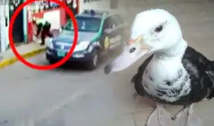 Insólito: policía fue registrado “capturando” a un pato en Arequipa