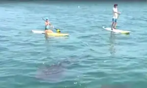 Tumbes: bañistas llegan para nadar junto a los tiburón ballena