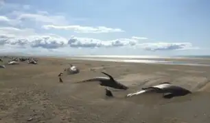 Islandia: hallan 50 ballenas muertas en una playa