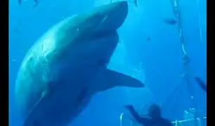 EEUU: buzos graban al tiburón más grande del mundo