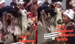 Cusco: danzantes obligan a llama a tomar cerveza