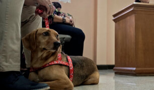 "Campeón": conoce al perro que asistió a juicio como víctima de maltrato