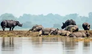 India: mueren 17 rinocerontes en peligro de extinción tras fuertes lluvias