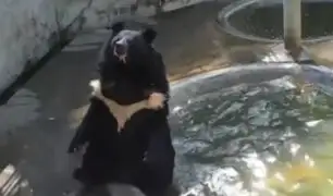 Tailandia: enorme oso se refresca de manera peculiar