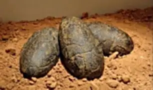 China: niño encuentra nido de huevos de dinosaurio de 65 millones de años