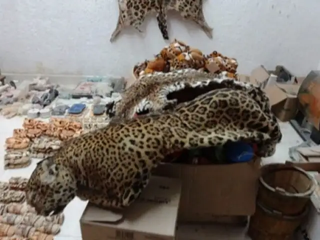 Brasil: detienen a cazador acusado de asesinar más de mil jaguares