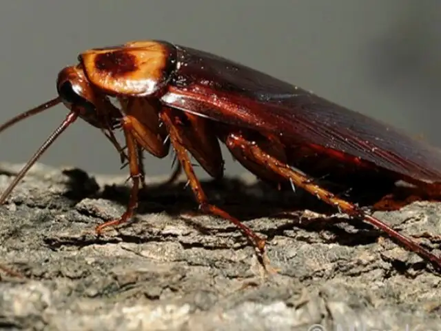 Las cucarachas se están volviendo inmunes a insecticidas
