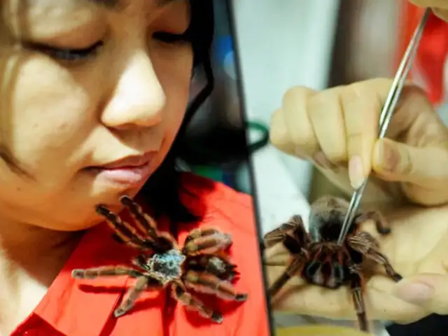 Colección extrema: en Indonesia una joven vive con más de 1.500 arañas