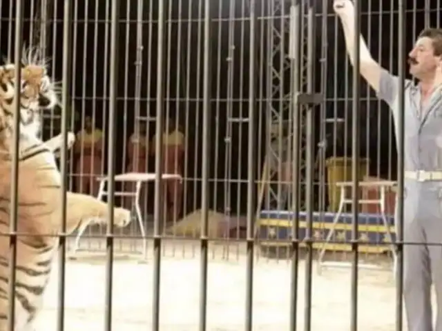 Famoso domador de circo es asesinado por sus cuatro tigres en Italia