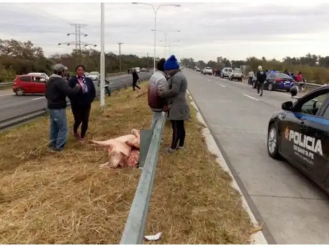 Argentina: saquean camión que transportaba carne de cerdo