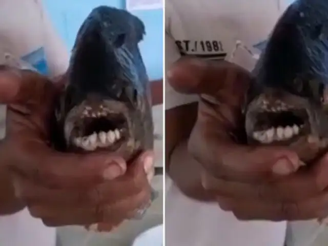 Sullana: hallan extraño pez con 'dentadura humana'