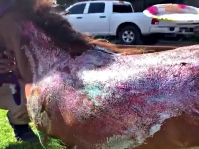 Exmodelo es repudiada por pintar un pony con glitter