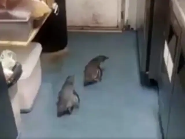 Nueva Zelanda: policía rescata a pingüinos que 'invadieron' puesto de sushi