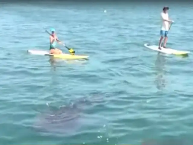 Tumbes: bañistas llegan para nadar junto a los tiburón ballena