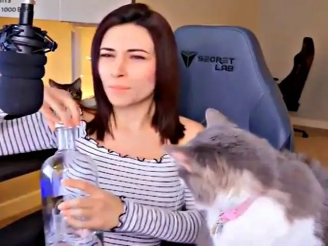 'Gamer' maltrata a su gato durante transmisión en vivo