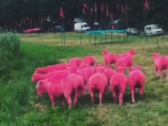 Festival acusado de maltrato animal tras pintar ovejas de color fucsia