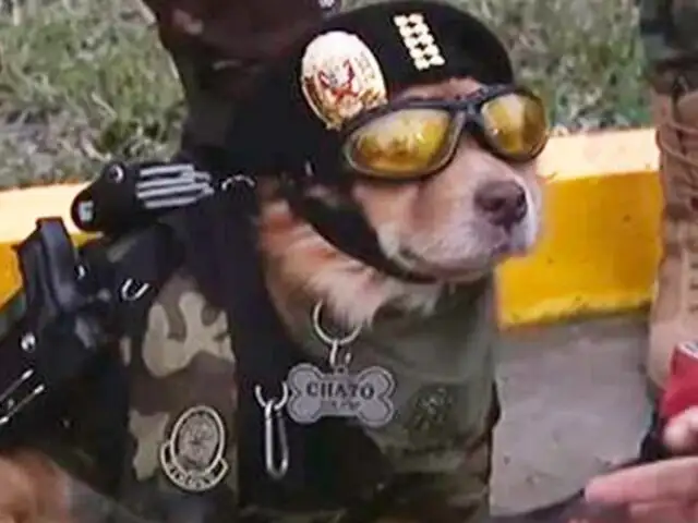 'Chato': conoce al agente canino que cautivó a decenas de asistentes en Parada Militar