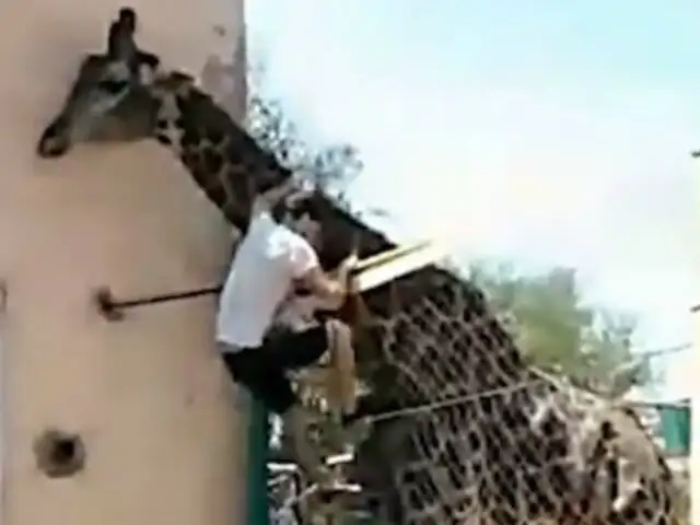 Viral: hombre ebrio se sube al lomo de una jirafa en zoológico