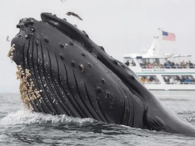 La impactante imagen de un león marino atrapado en la boca de una ballena