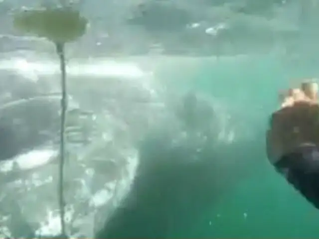 Piura: rescatan ballena jorobada de playa El Ñuro