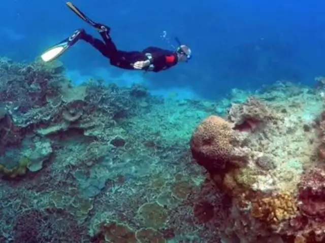 Grecia: Buzos encuentran “golfo de corales plásticos” en el mar Egeo