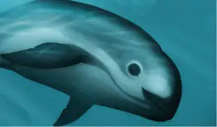 México: vaquita marina podría desaparecer dentro de un año