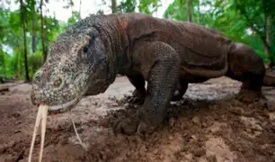Dragón de Komodo: estudio revela las raíces de la tenacidad de este misterioso reptil