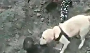 India: perro salva a hombre sepultado por deslizamiento de tierra