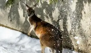 Captan a canguros saltando en la nieve tras inusual ola de frío
