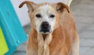 Cuco: conoce la conmovedora historia del perro que murió el mismo día que su dueña