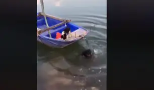 [VIDEO] Perrito es captado lanzándose a un río para salvar a su amigo