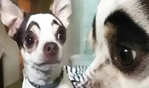 Cejas que cautivan: perrita se vuelve viral por su expresiva mirada