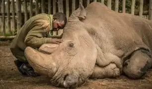 Visitantes de zoológico escribieron sus nombres sobre lomo de rinoceronte